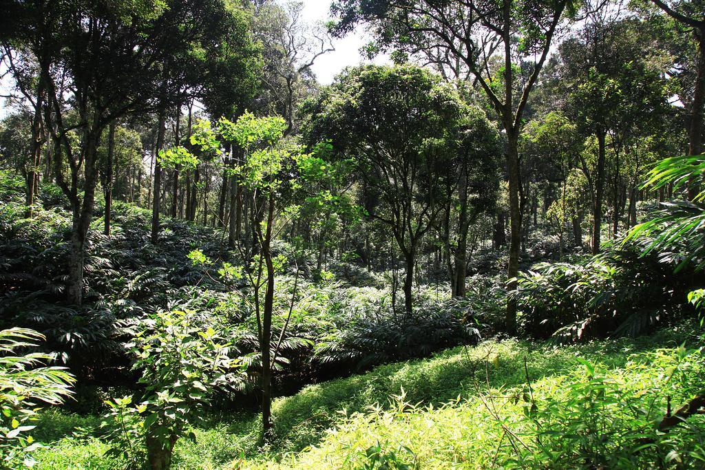 Vandanmedu Thekkady Kalarickal Heritage Bungalow المظهر الخارجي الصورة